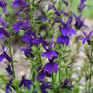 Lobelia Fanship 'Blue'