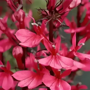 Lobelia Fanship 'Deep Rose'