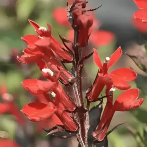 Lobelia Fanship 'Scarlet Bronze Leaf'