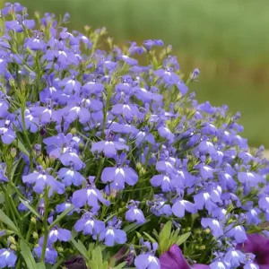 Lobelia Lobelix 'Blue'