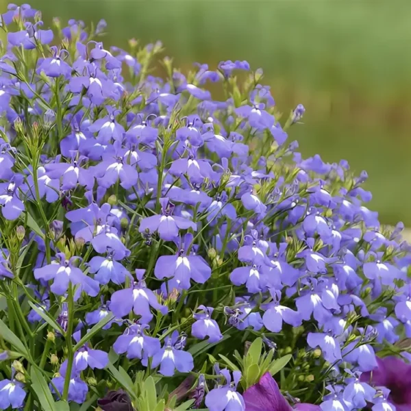 Lobelia Lobelix 'Blue'