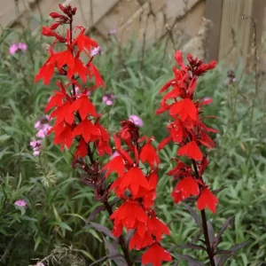 Lobelia fulgens 'Queen Victoria' (Elmfeuer)