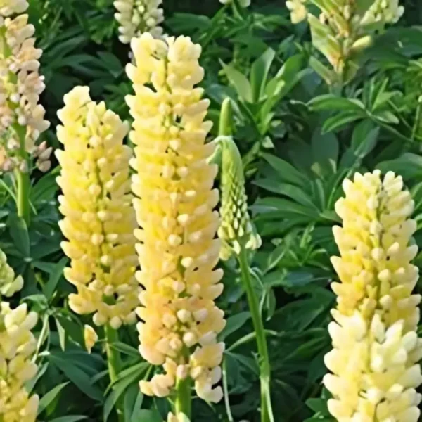 Lupinus Russell 'Chandelier' (Kronleuchter) - Image 2