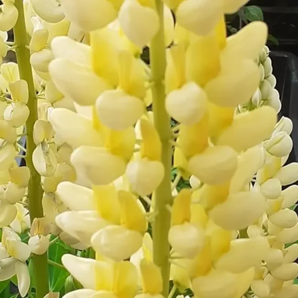 Lupinus Russell 'Chandelier' (Kronleuchter) - Image 3