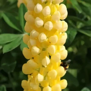 Lupinus Russell 'Chandelier' (Kronleuchter)
