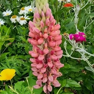 Lupinus Russell 'The Chatelaine' (Schlobfrau)