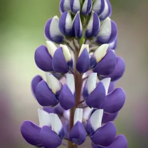 Lupinus Russell 'The Governor' (Kastellan)