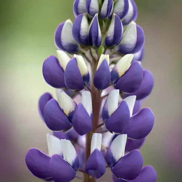 Lupinus Russell 'The Governor' (Kastellan)
