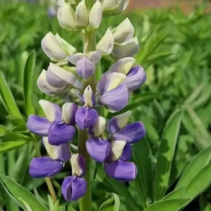 Lupinus polyphyllus 'Tower Blue-White'