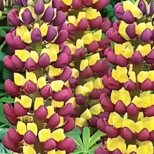 Lupinus polyphyllus 'Tower Purple-Lemon'