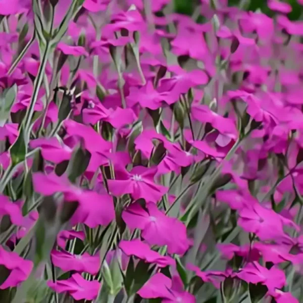 Lychnis 'Hill Grounds' - Image 2