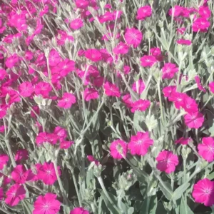Lychnis 'Hill Grounds'