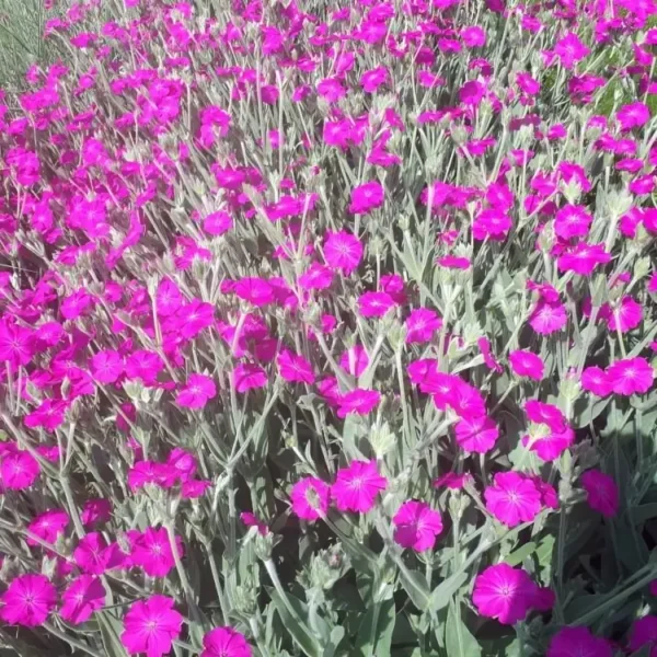 Lychnis 'Hill Grounds' - Image 3