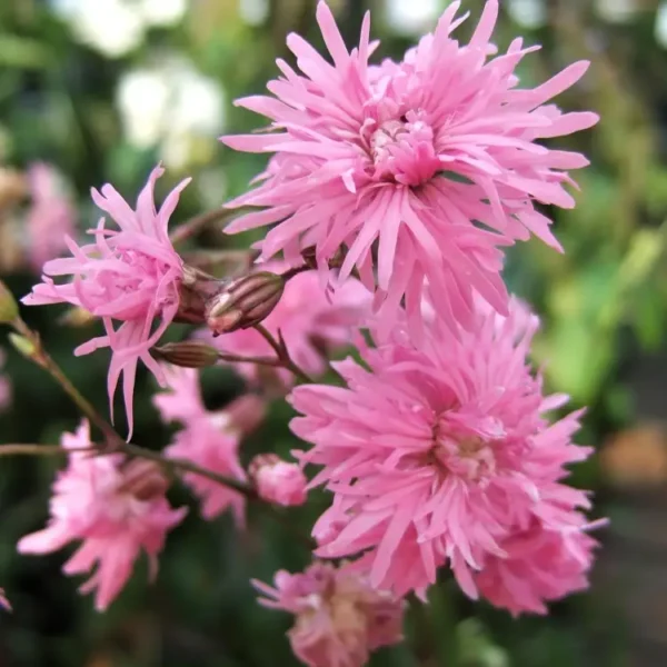 Lychnis flos-cuculi 'Jenny'