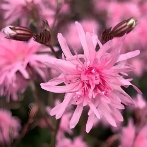Lychnis flos-cuculi 'Petite Jenny'
