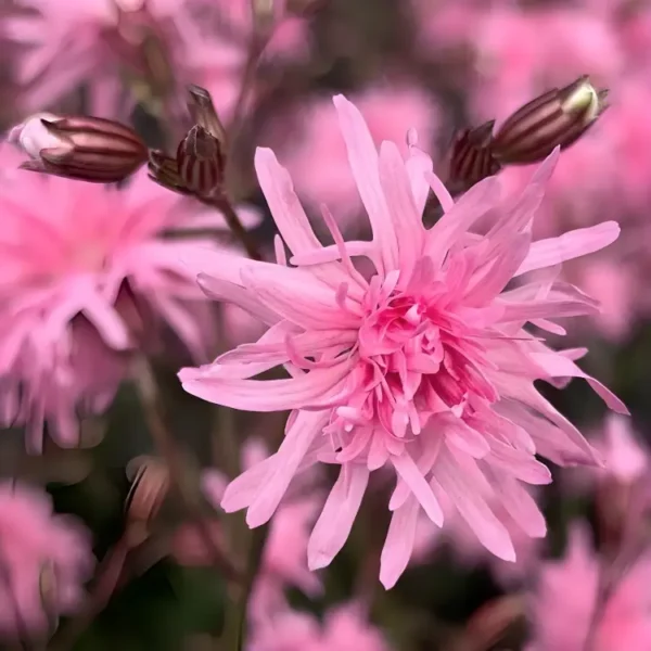 Lychnis flos-cuculi 'Petite Jenny'