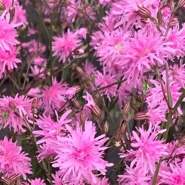 Lychnis flos-cuculi 'Petite Jenny' - Image 2