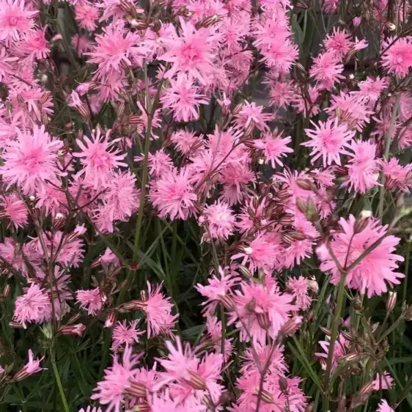 Lychnis flos-cuculi 'Petite Jenny' - Image 3