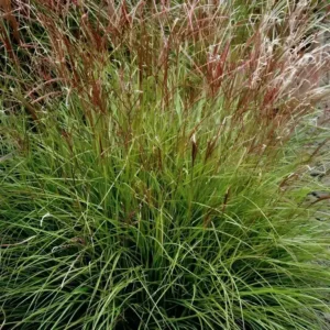 Miscanthus sinensis Cute One