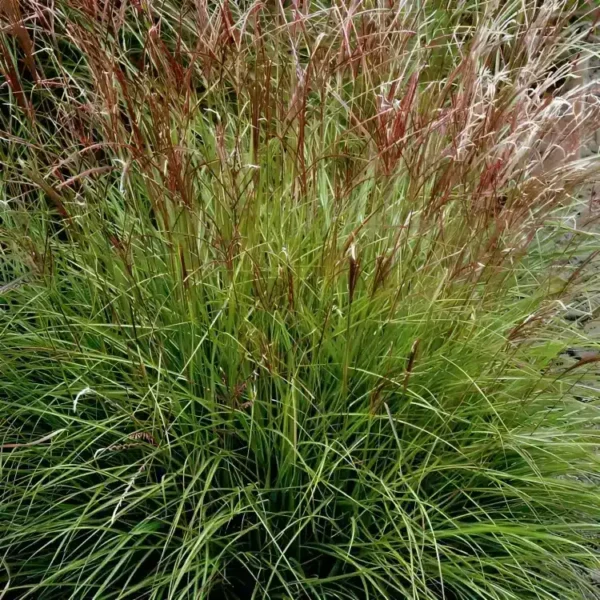 Miscanthus sinensis Cute One
