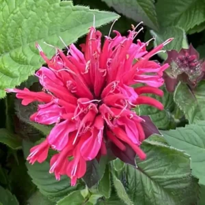 Monarda 'Bee-Happy' (Bee-You Series) (Bergamot)