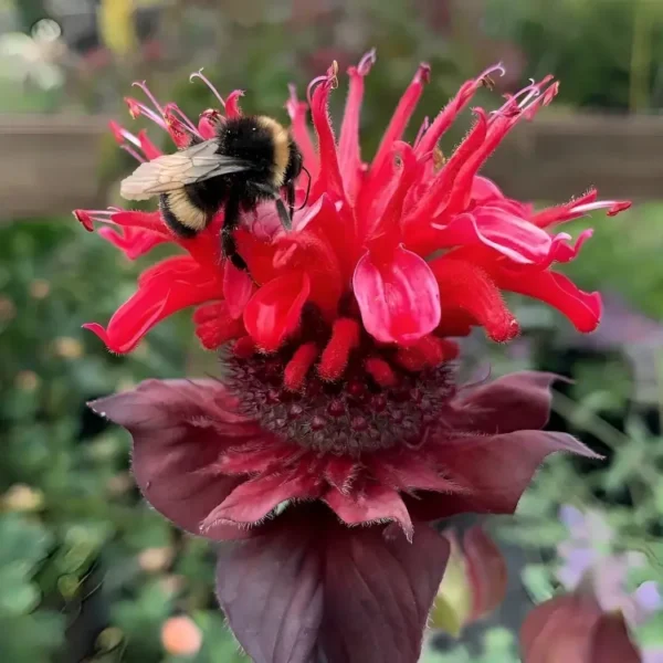 Monarda 'Bee-Happy' (Bee-You Series) (Bergamot) - Image 3