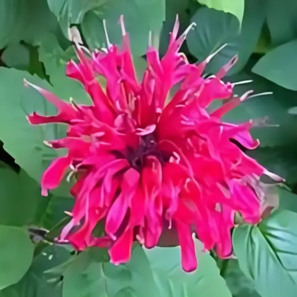 Monarda 'Bee-Happy' (Bee-You Series) (Bergamot) - Image 2