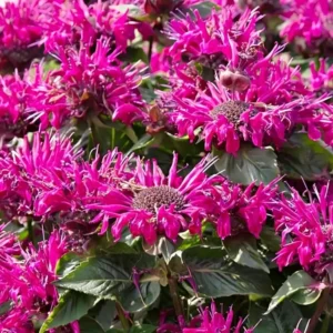 Monarda 'Bee-True' (Bee-You Series) (Bergamot)