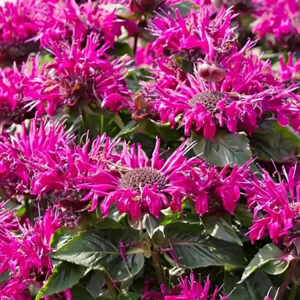 Monarda 'Bee-True' (Bee-You Series) (Bergamot)