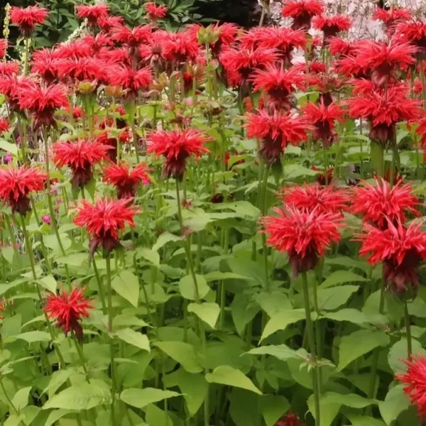 Monarda 'Cambridge Scarlet'  (Bergamot) - Image 3
