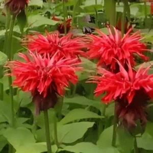 Monarda 'Cambridge Scarlet'  (Bergamot)