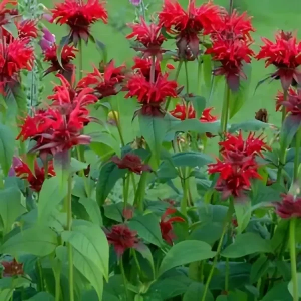 Monarda 'Fireball' (Bee Balm) - Image 3
