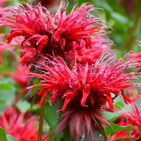 Monarda 'Fireball' (Bee Balm)