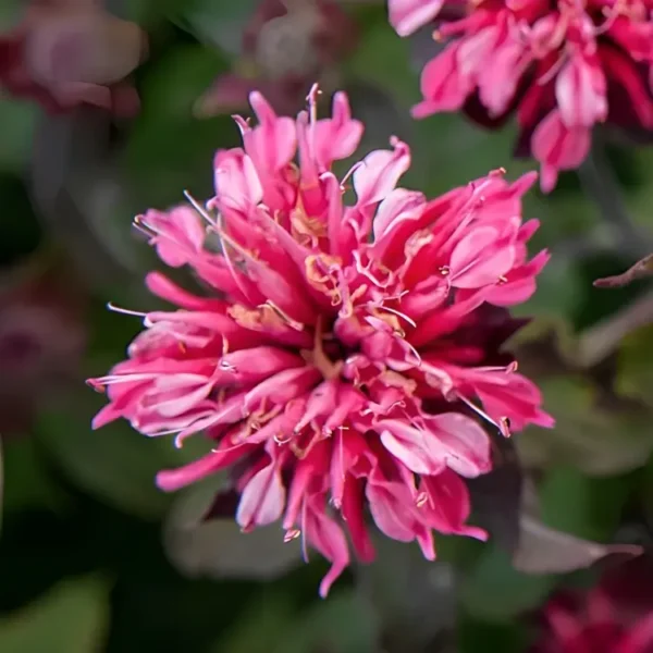 Monarda didyma 'Pink Lace' (Dwarf Bee Balm) - Image 2