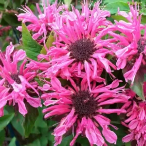 Monarda didyma 'Pink Lace' (Dwarf Bee Balm)