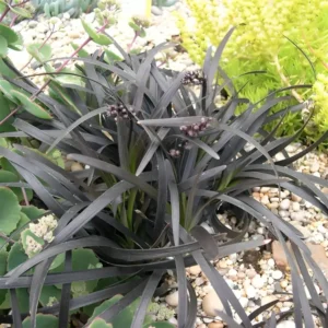 Ophiopogon planiscapus Nigrescens