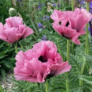 Papaver 'Pink Perfection'