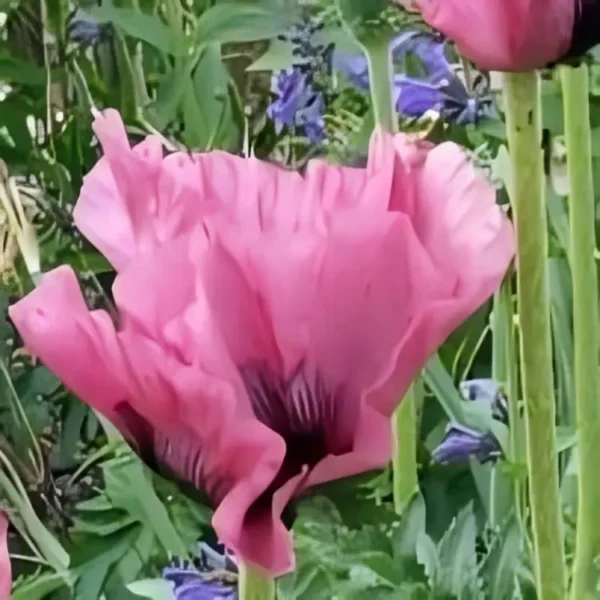 Papaver 'Pink Perfection' - Image 3