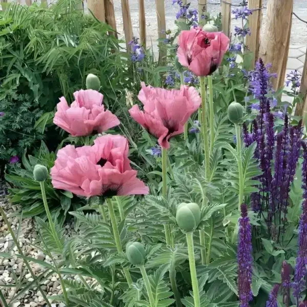 Papaver 'Pink Perfection' - Image 2