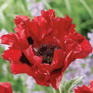Papaver orientale 'Red Rumble'