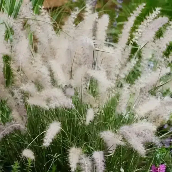 Pennisetum JS Dance With Me 1