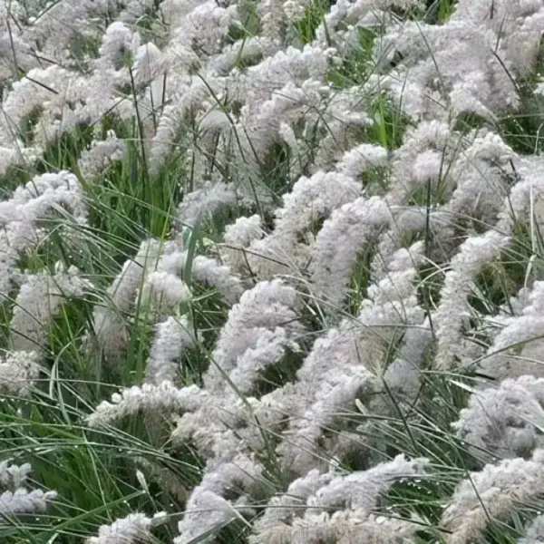 Pennisetum JS Dance With Me 2
