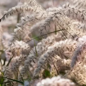 Pennisetum JS Dance With Me 3