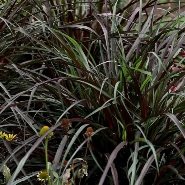 Pennisetum Vertigo 1