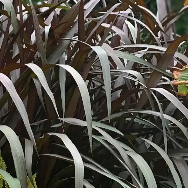 Pennisetum Vertigo 2