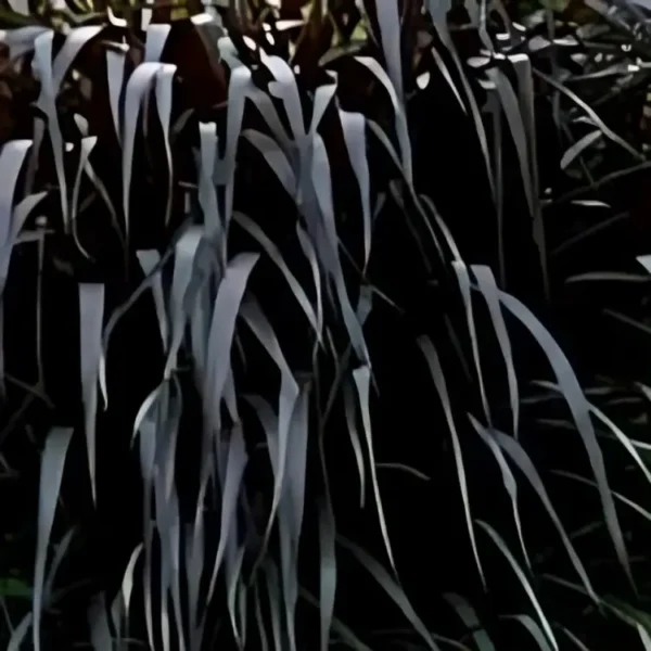 Pennisetum Vertigo 3