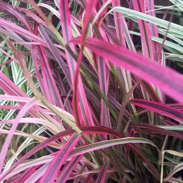 Pennisetum advena Fireworks 3