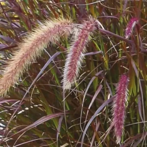 Pennisetum advena Rubrum 1