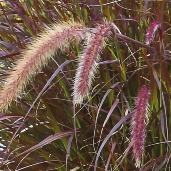 Pennisetum advena Rubrum 1
