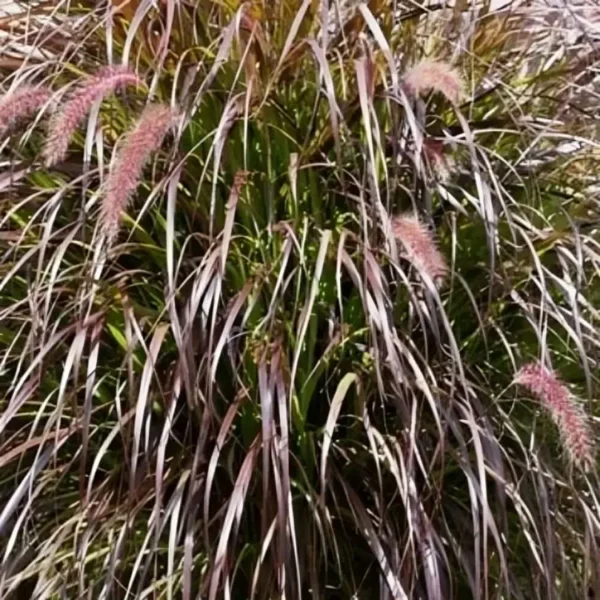 Pennisetum advena Rubrum 2
